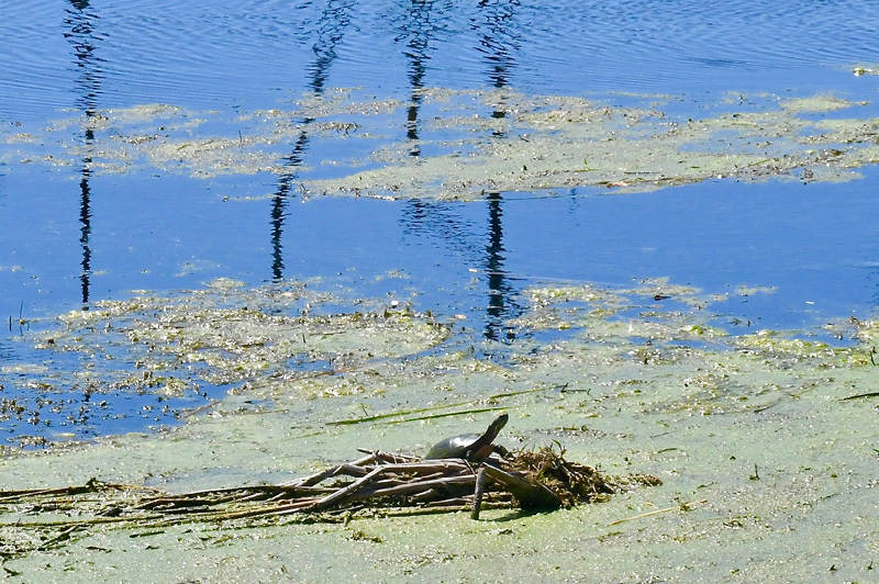 Arcadia Marsh Nature Trail
